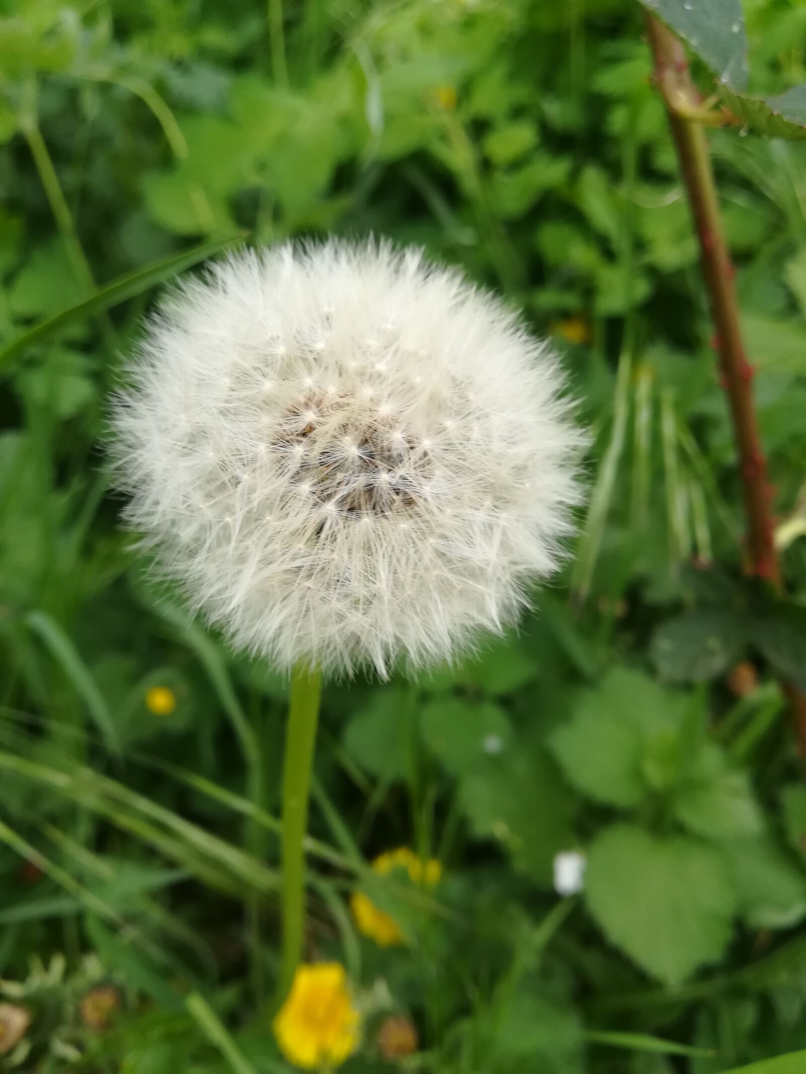 HUAWEI P10 lite sample photo. Dandelion, meadow, nature photography