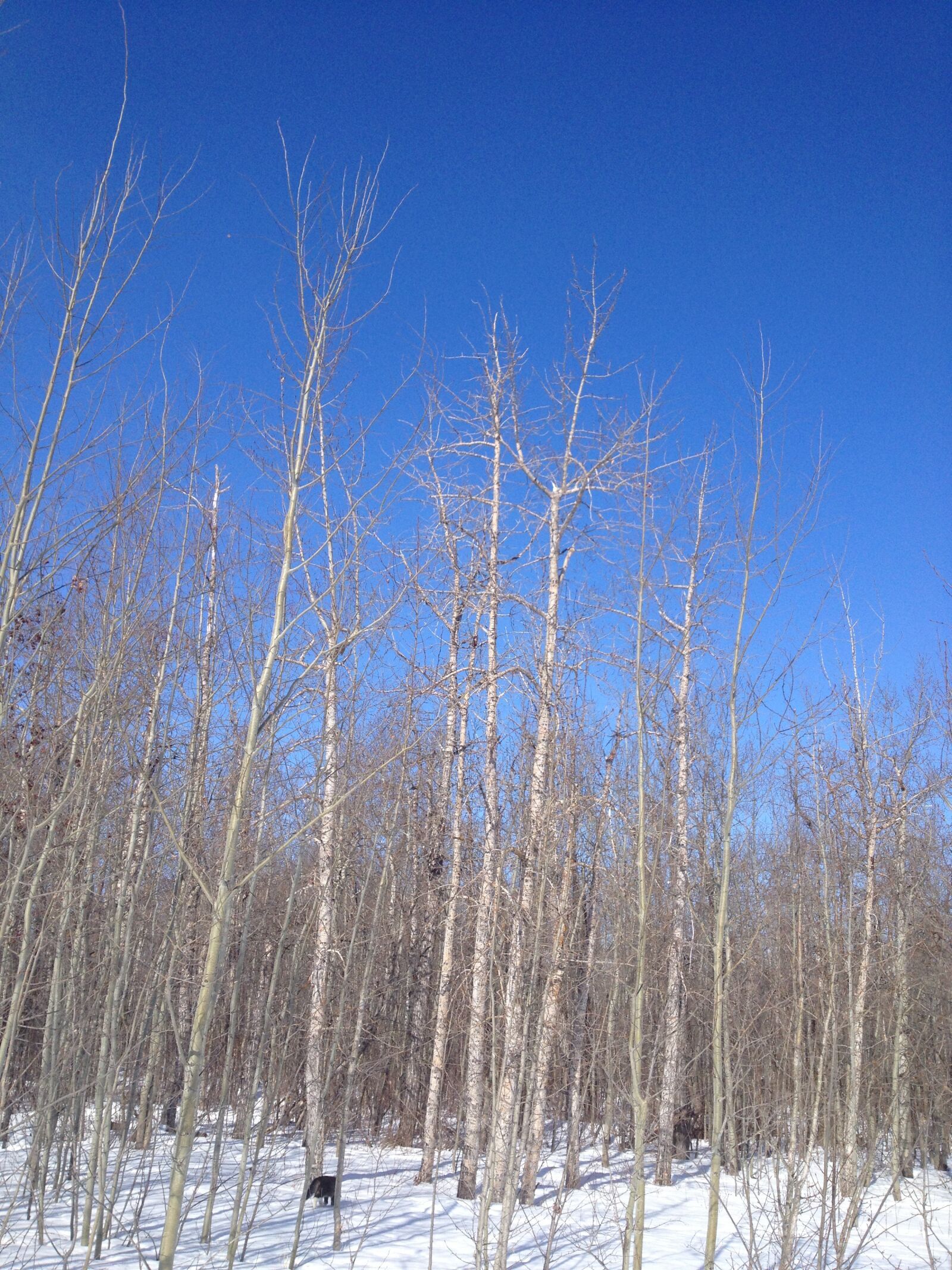 Apple iPhone 4S sample photo. Trees, forest, winter photography