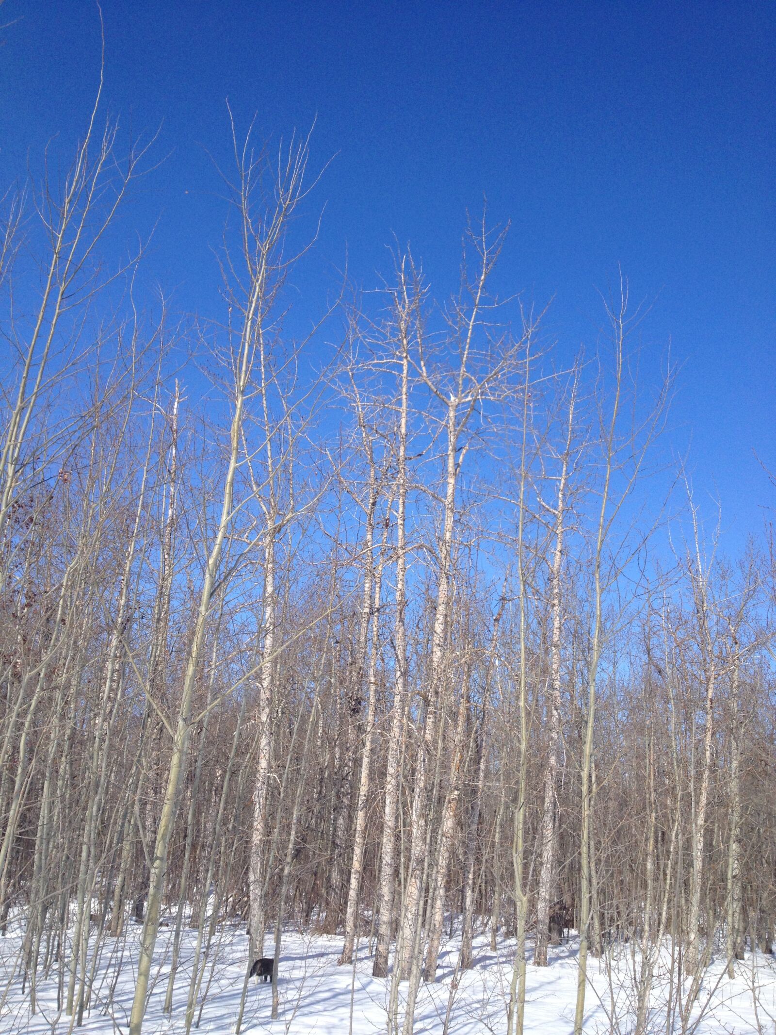 Apple iPhone 4S sample photo. Trees, forest, winter photography