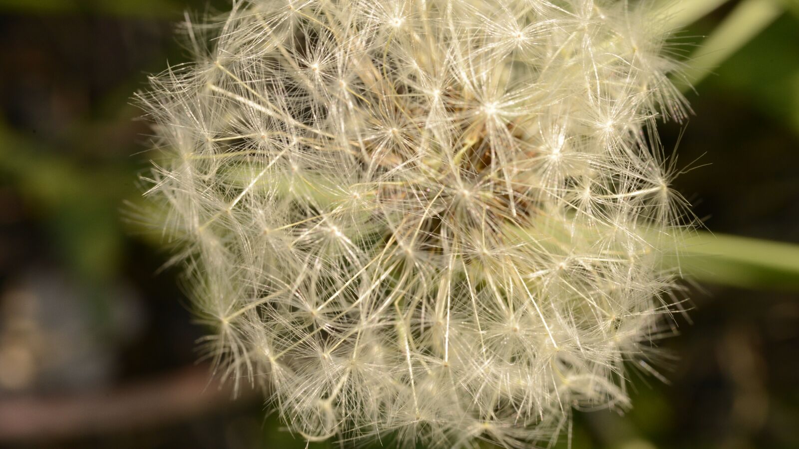 Nikon D800E sample photo. Dandelion, flower, blossom photography