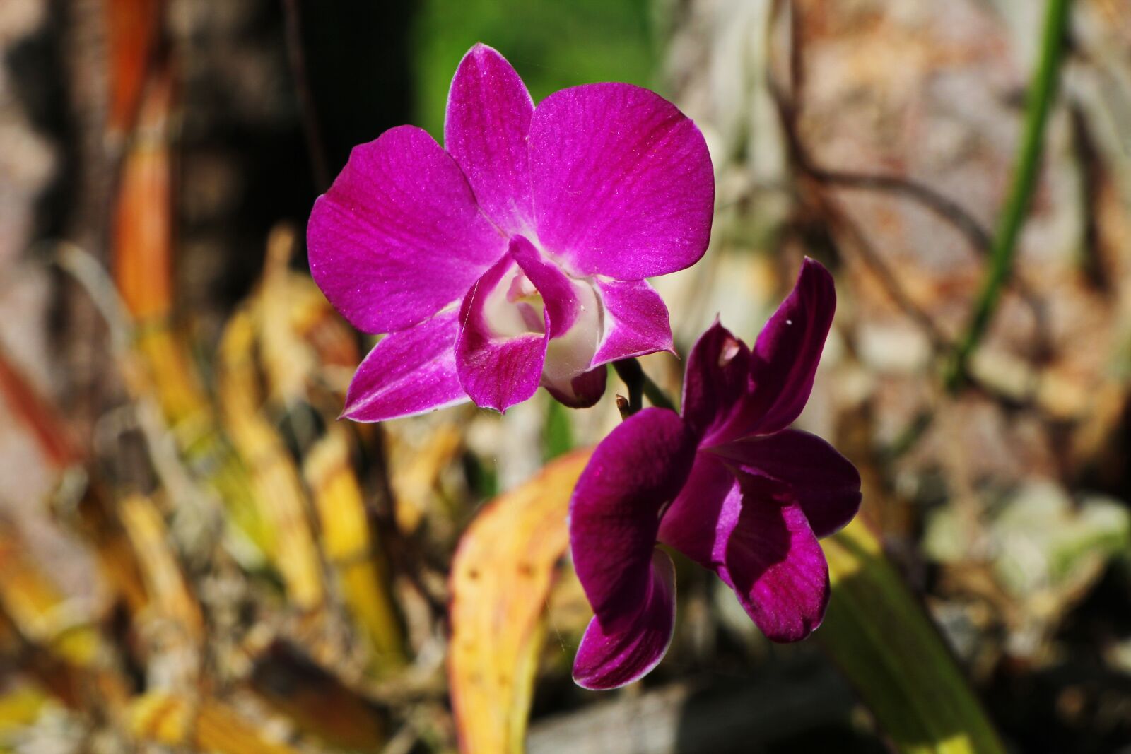 Canon EOS 550D (EOS Rebel T2i / EOS Kiss X4) sample photo. Pink, plant, bright photography