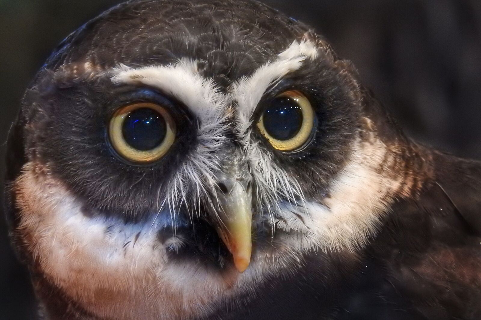Nikon Coolpix P900 sample photo. Owl, spectacled owl, bird photography