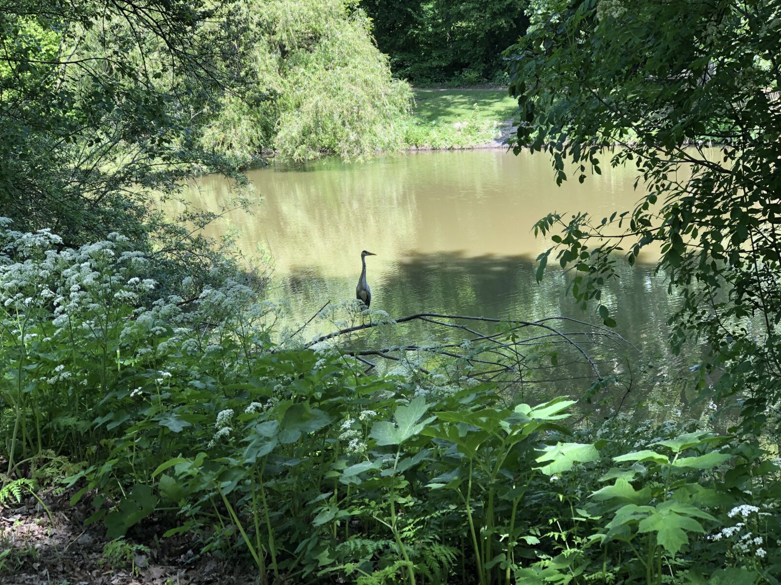 Apple iPhone 8 Plus sample photo. Reiger, natuur, rijswijk photography