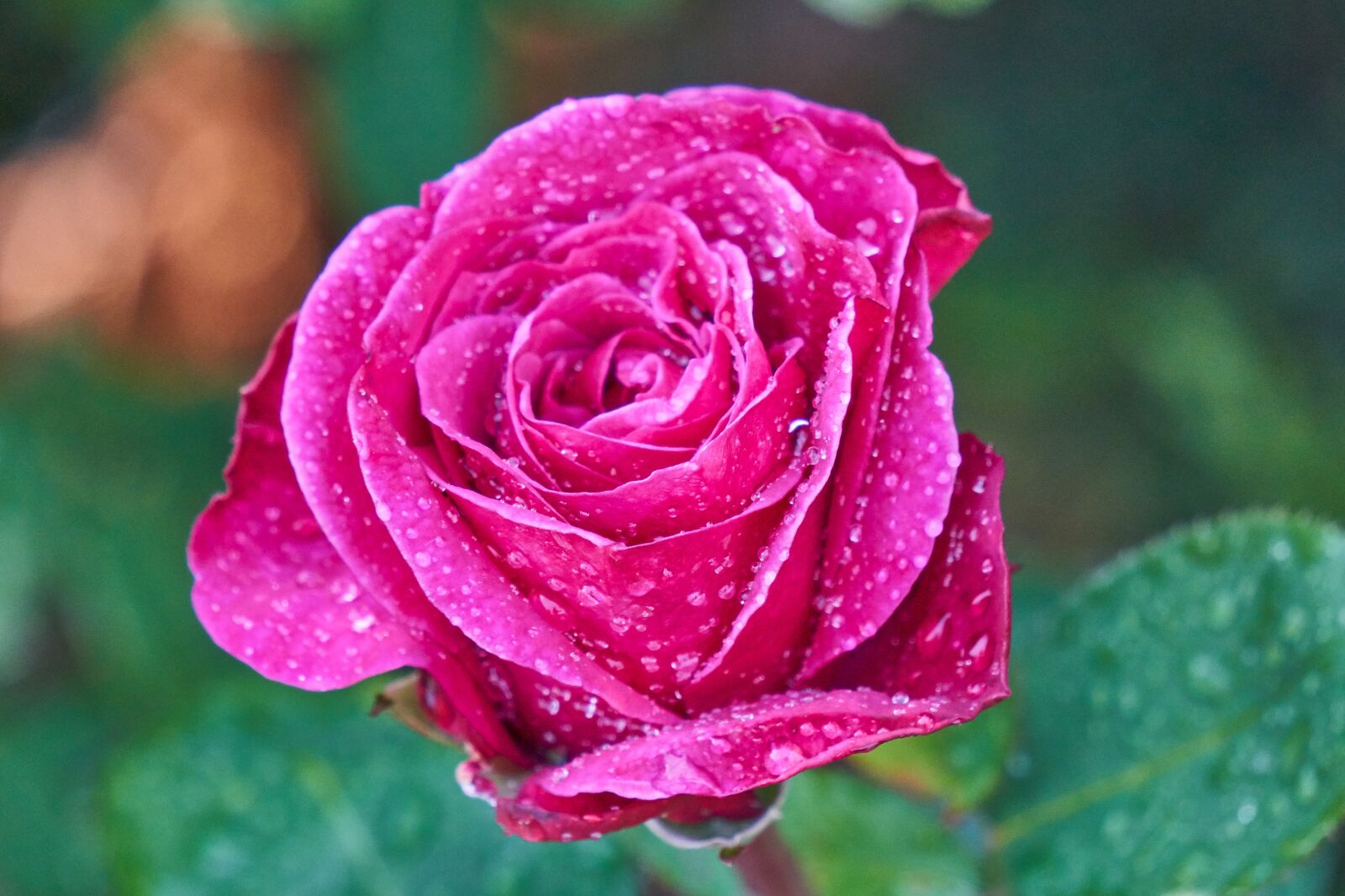 Sony E 55-210mm F4.5-6.3 OSS sample photo. Rose, blossom, bloom photography