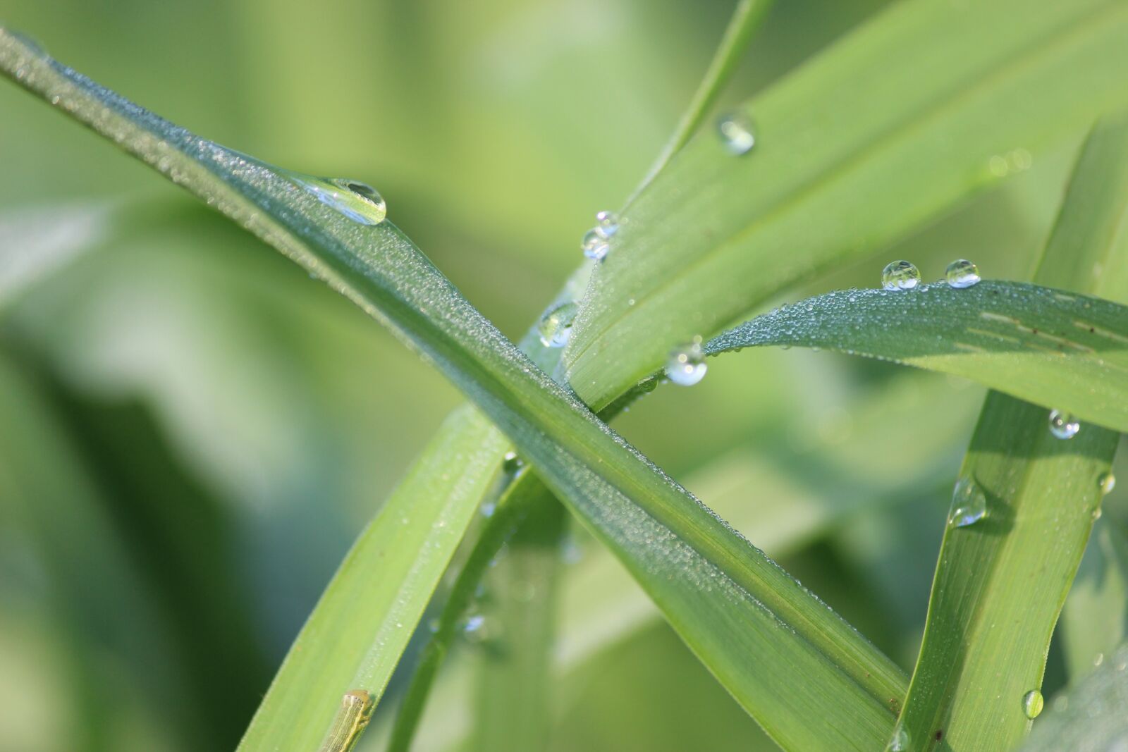 Canon EOS 600D (Rebel EOS T3i / EOS Kiss X5) sample photo. Nature, green, forest photography