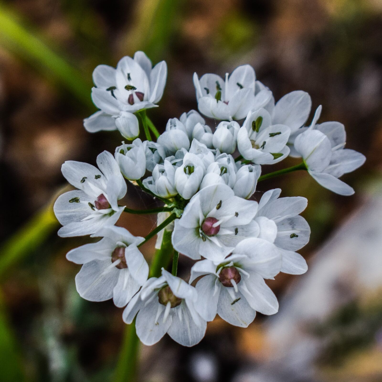Nikon D3300 sample photo. Wildflower, white, nature photography