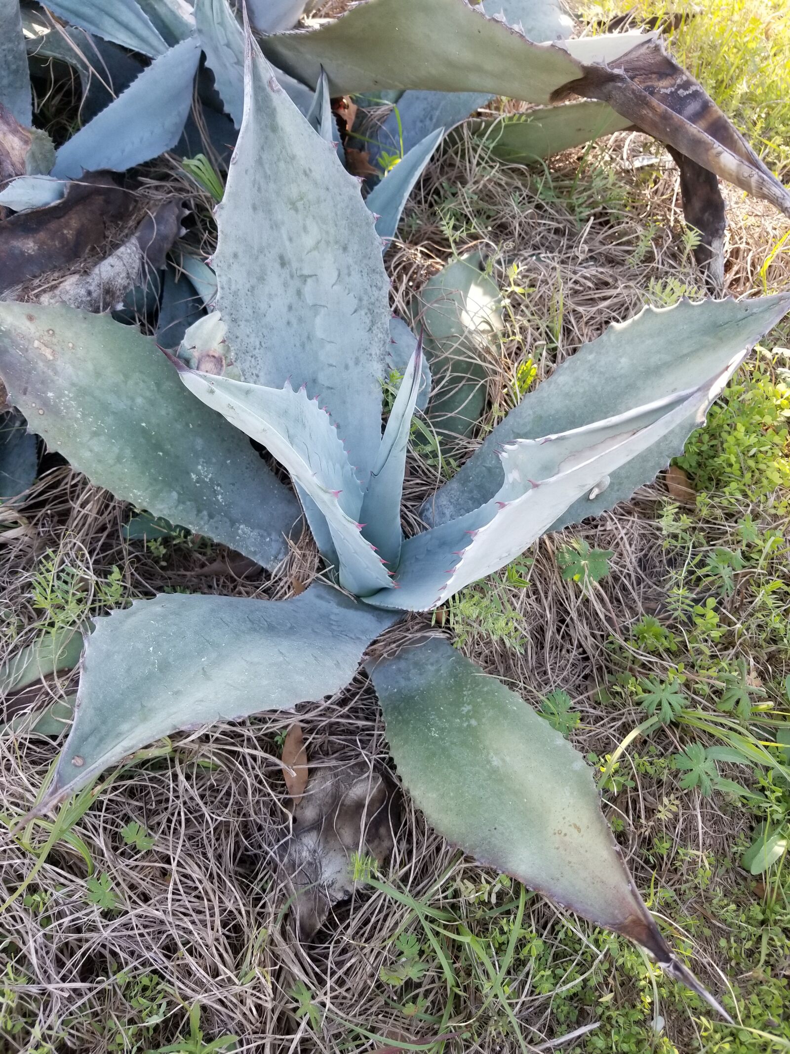 Samsung Galaxy S8+ sample photo. Century plant, garden, aloe photography