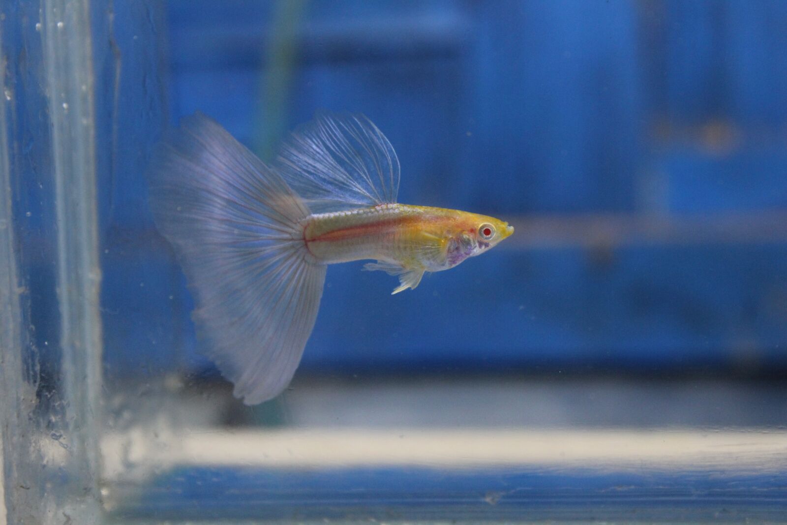 Canon EOS 1200D (EOS Rebel T5 / EOS Kiss X70 / EOS Hi) sample photo. Philippines, guppy hobbyist, tank photography