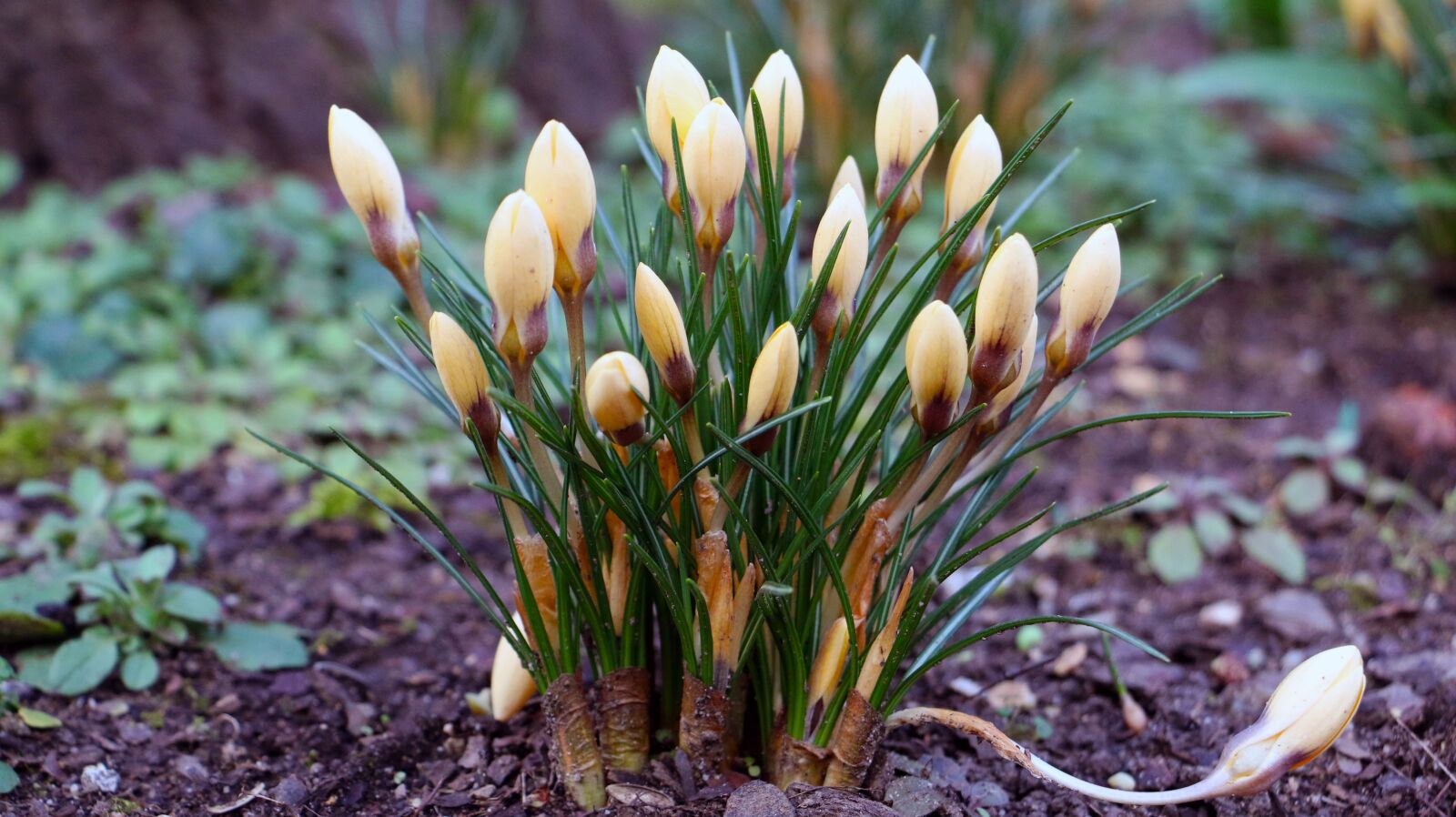 Canon EOS 70D sample photo. Crocus, spring, flower photography
