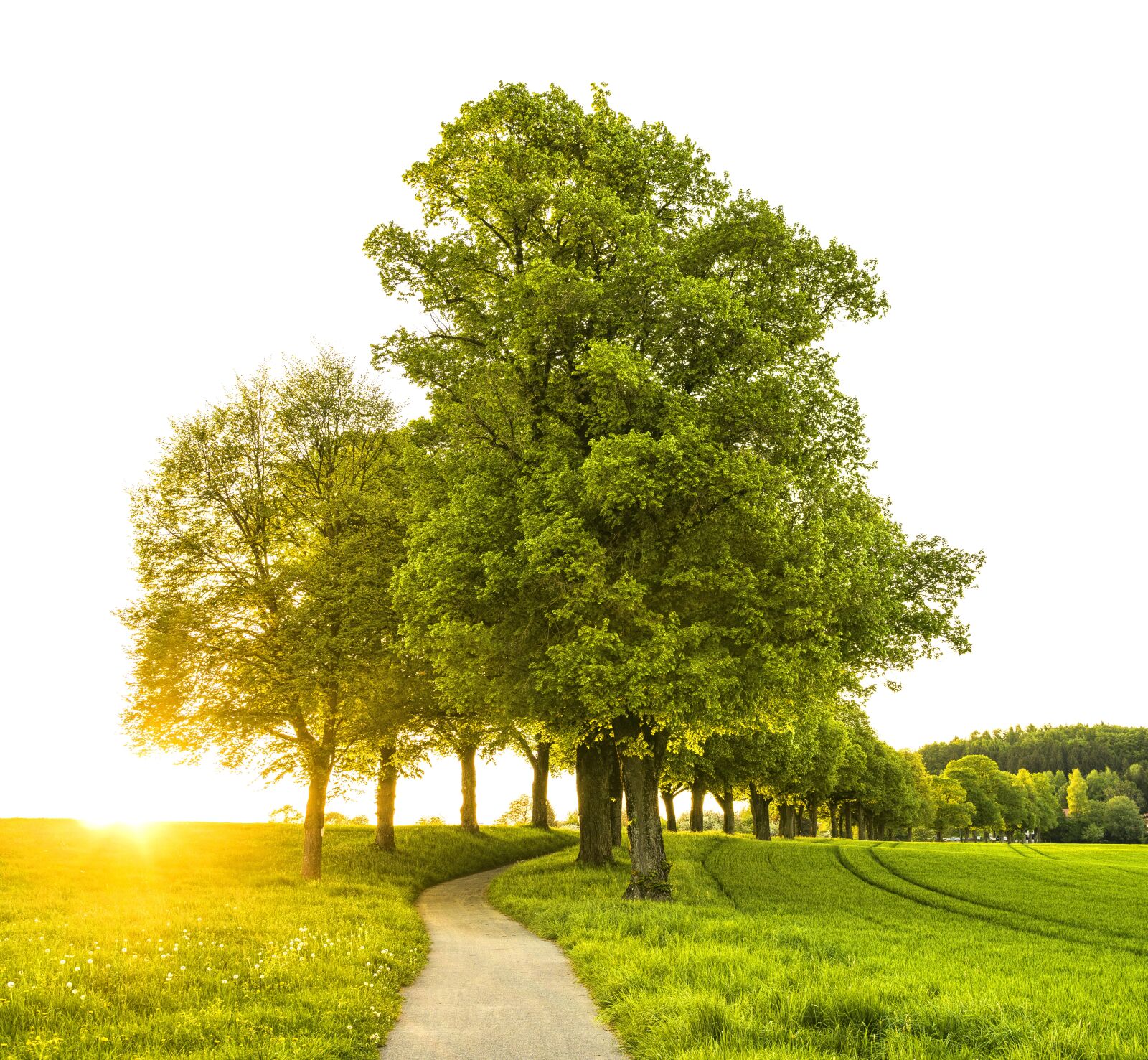 Sony a6300 + Sigma 30mm F2.8 EX DN sample photo. Sunset, away, trees photography