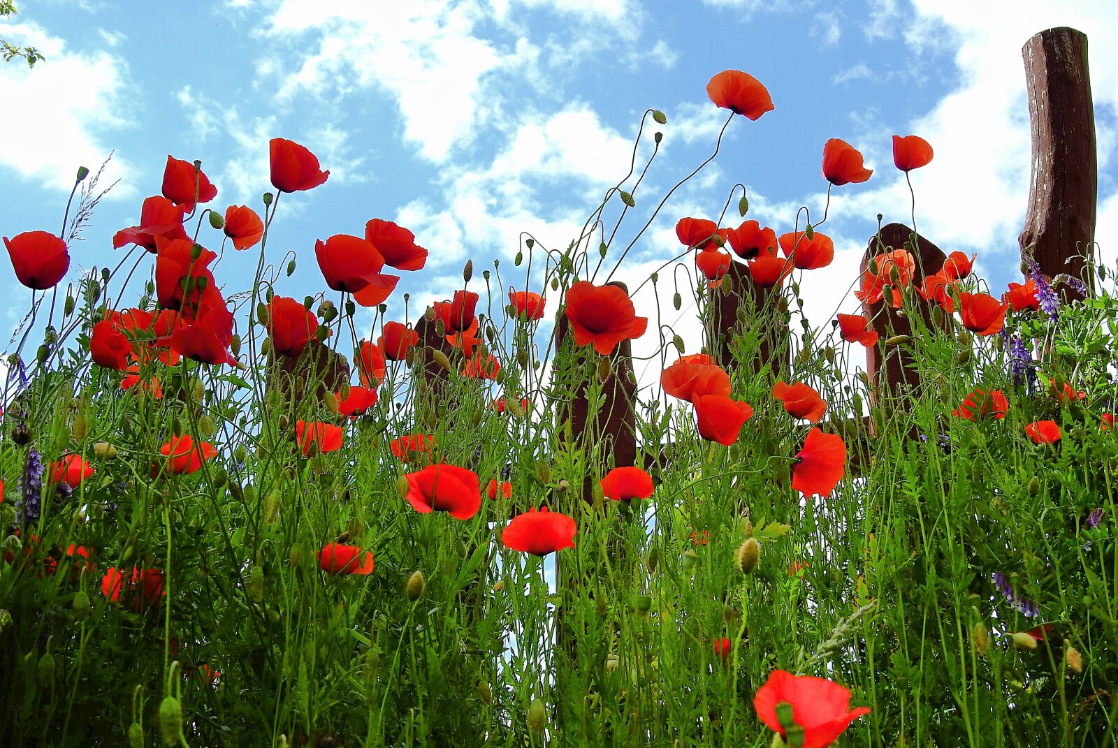 Nikon Coolpix P900 sample photo. Poppies, sky, landscape photography