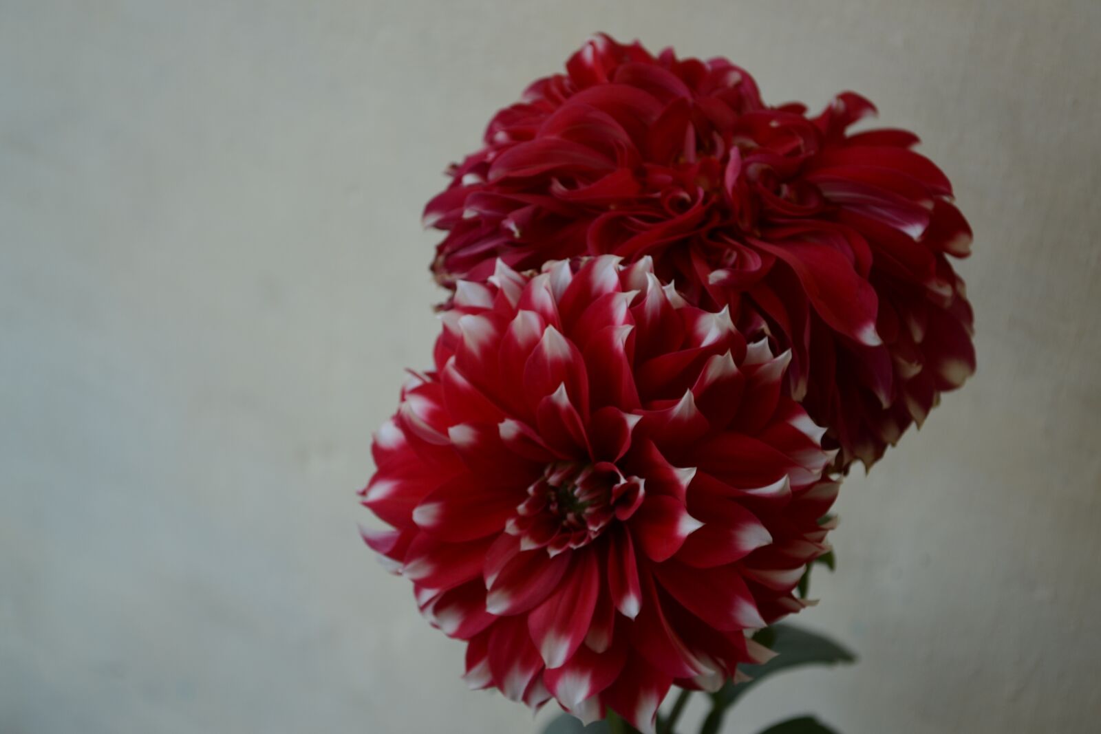 Nikon D3100 sample photo. Flower, red, color photography