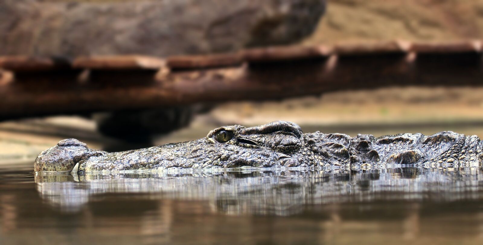 Canon EOS 100D (EOS Rebel SL1 / EOS Kiss X7) sample photo. Crocodile, alligator, reptile photography