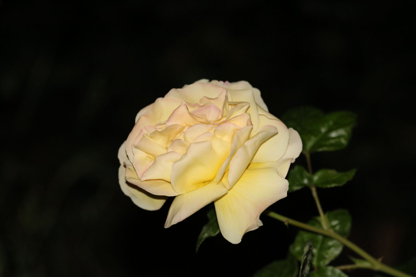 Canon EOS 750D (EOS Rebel T6i / EOS Kiss X8i) sample photo. Rose, black-and-bags, becoming photography