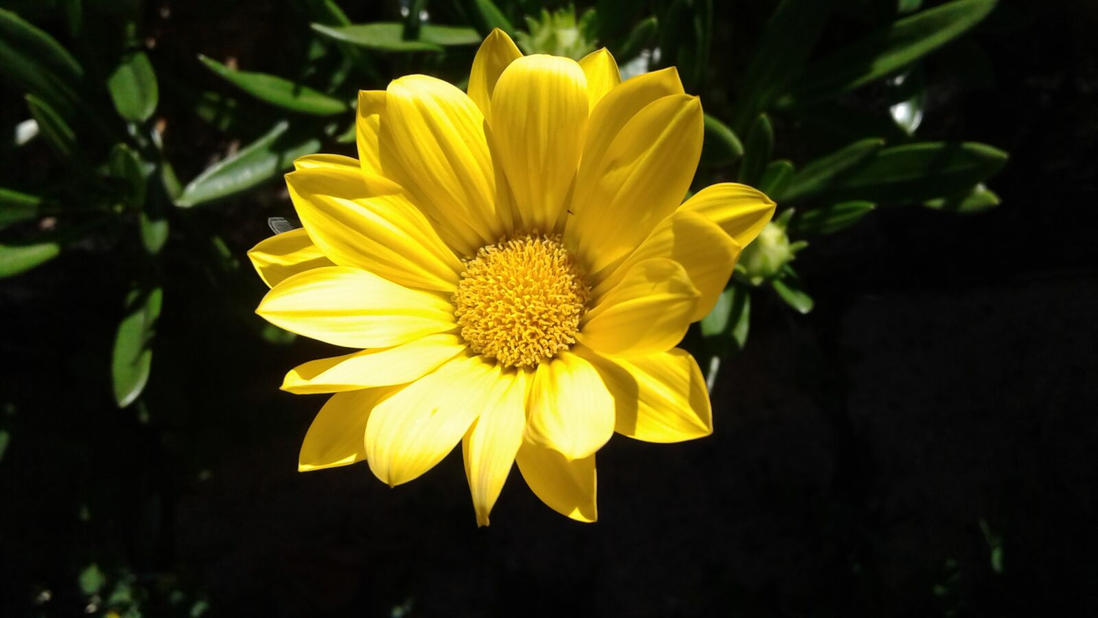 Samsung Galaxy J2 sample photo. Nature, plant, flower photography