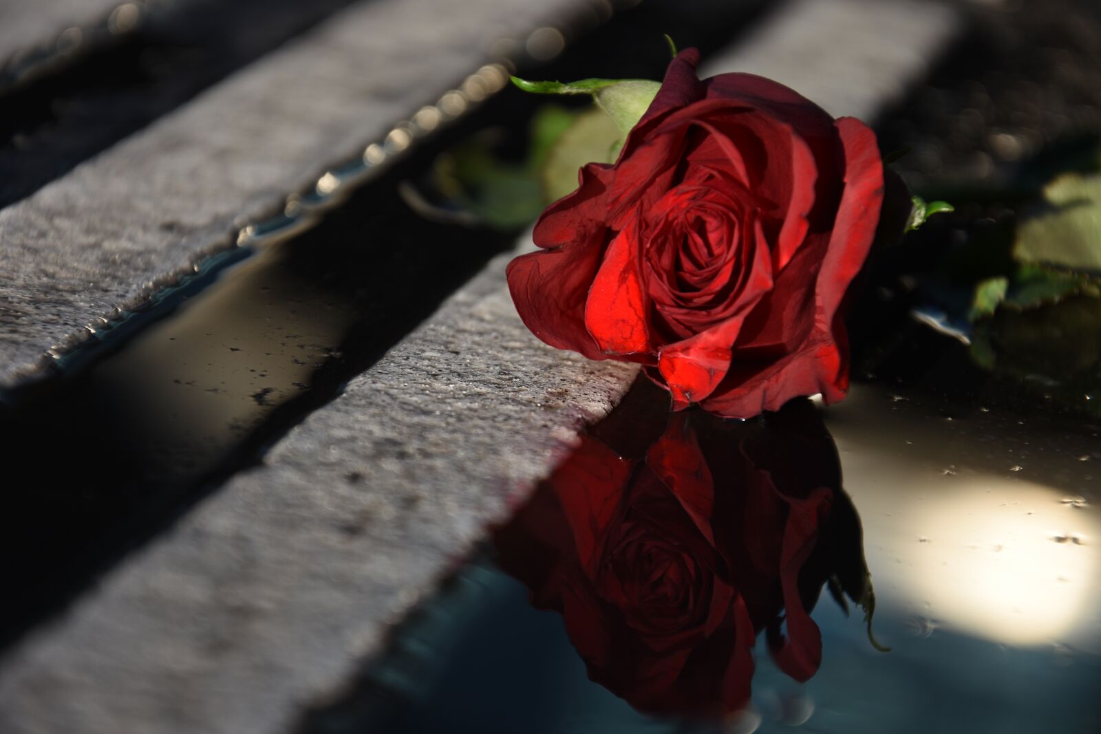 Nikon D7200 sample photo. Rose, railway station, macro photography