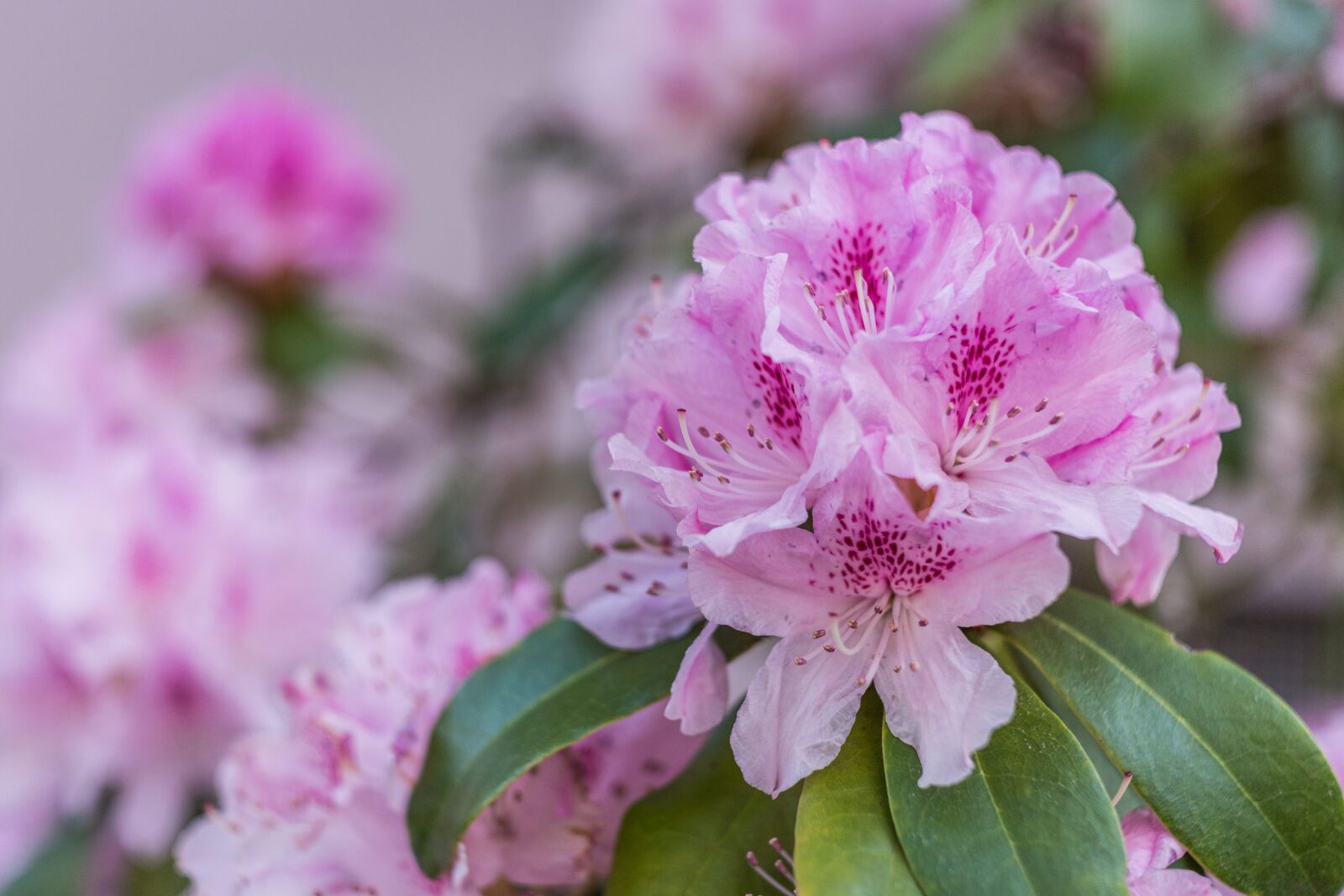 Canon EOS 6D sample photo. Rhododendron, blossom, bloom photography