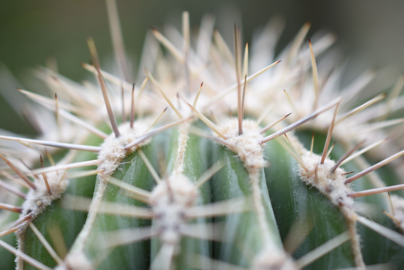 Nikon D3400 sample photo. Thorns, cactus, plant photography