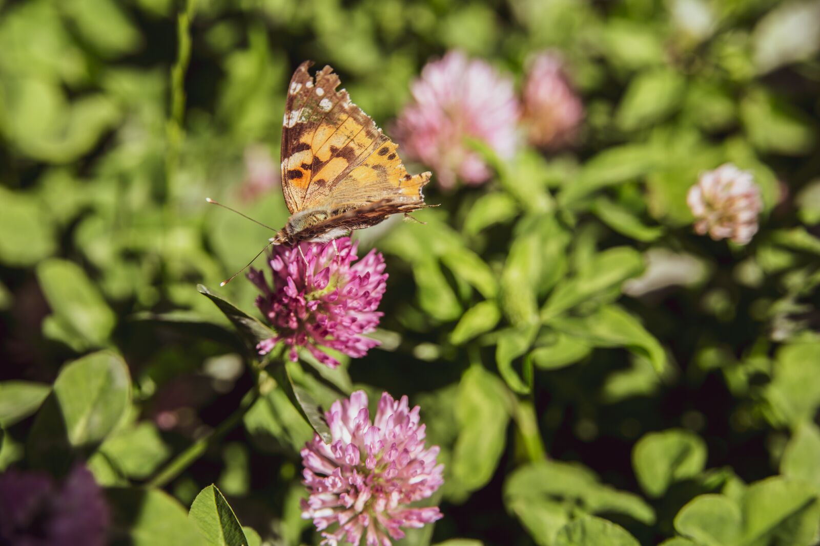 Canon EOS 6D sample photo. Butterfly, flower, nature photography