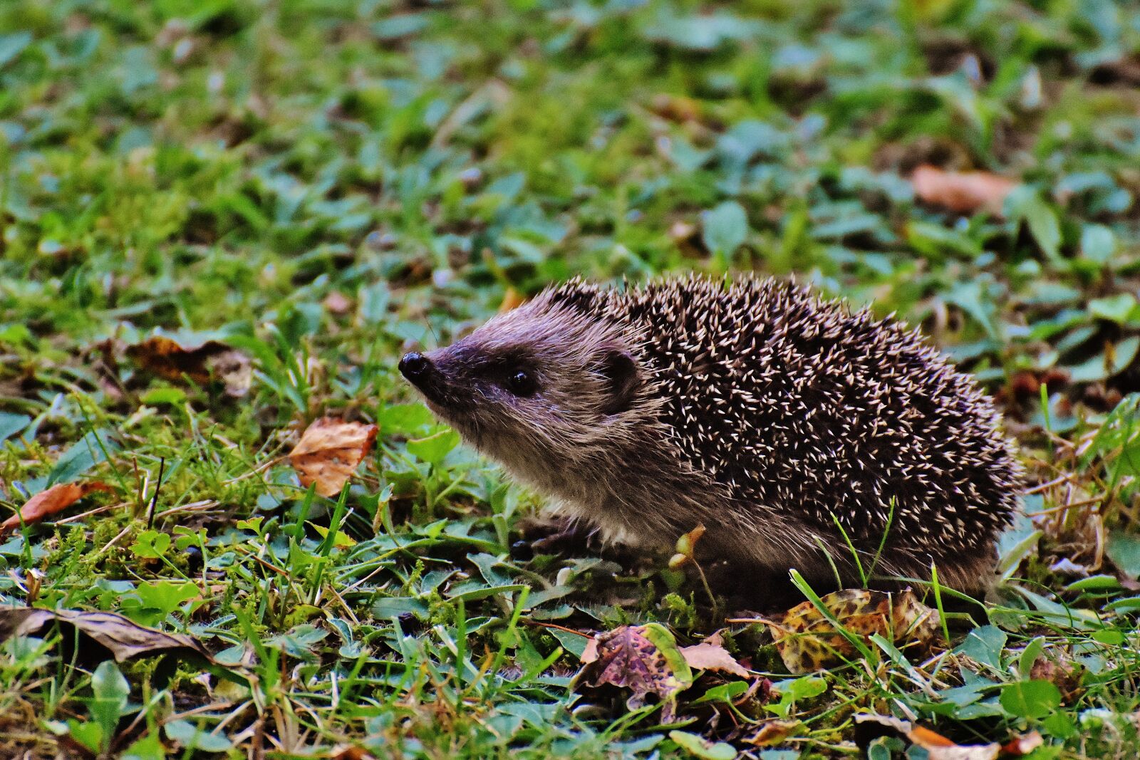 Nikon D7200 sample photo. Hedgehog child, young hedgehog photography