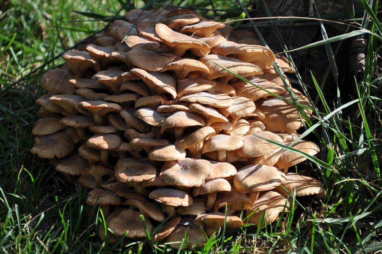 Nikon D90 sample photo. Mushroom, green, fungi photography