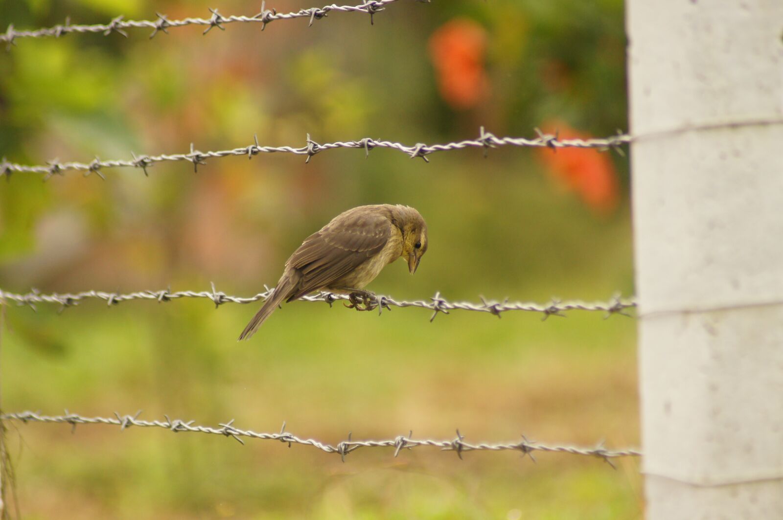 Sony SLT-A55 (SLT-A55V) sample photo. Birds, of the, field photography