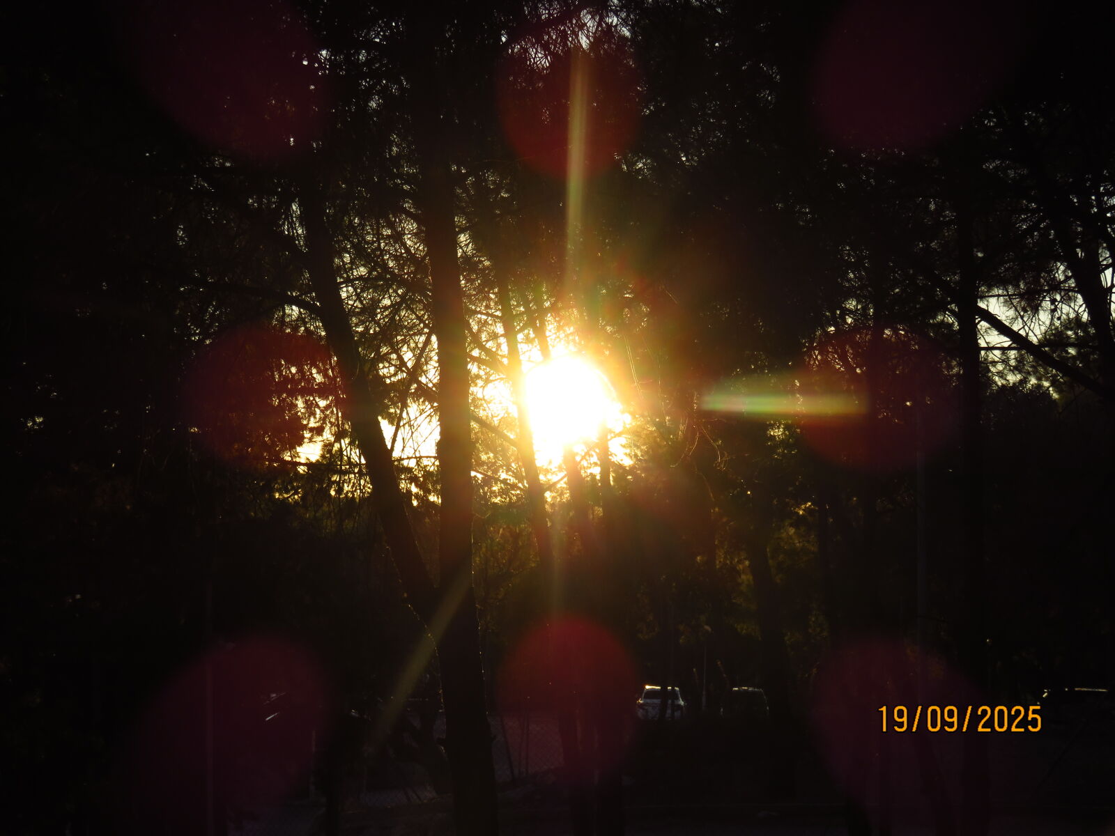 Canon PowerShot SX700 HS sample photo. The golden hour forest photography