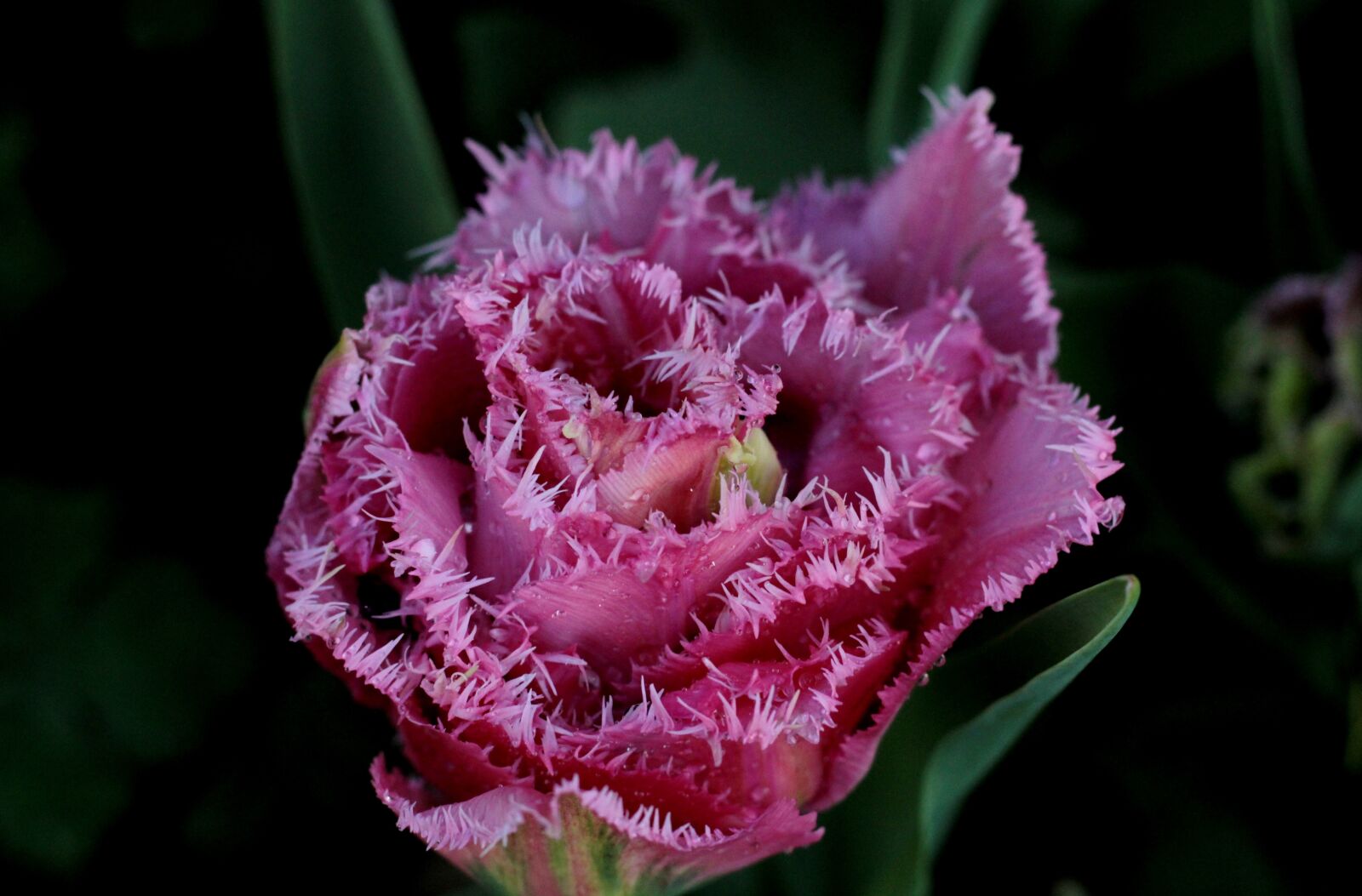 Canon EOS 600D (Rebel EOS T3i / EOS Kiss X5) + Canon EF 50mm F1.8 STM sample photo. Tulipa matchpoint, fringes, rose photography