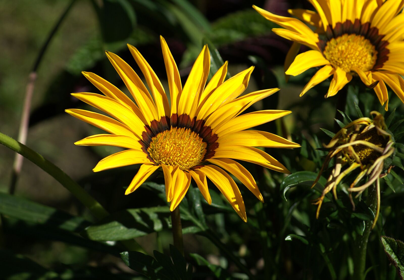 Sony Alpha DSLR-A100 sample photo. Flower, a flower garden photography