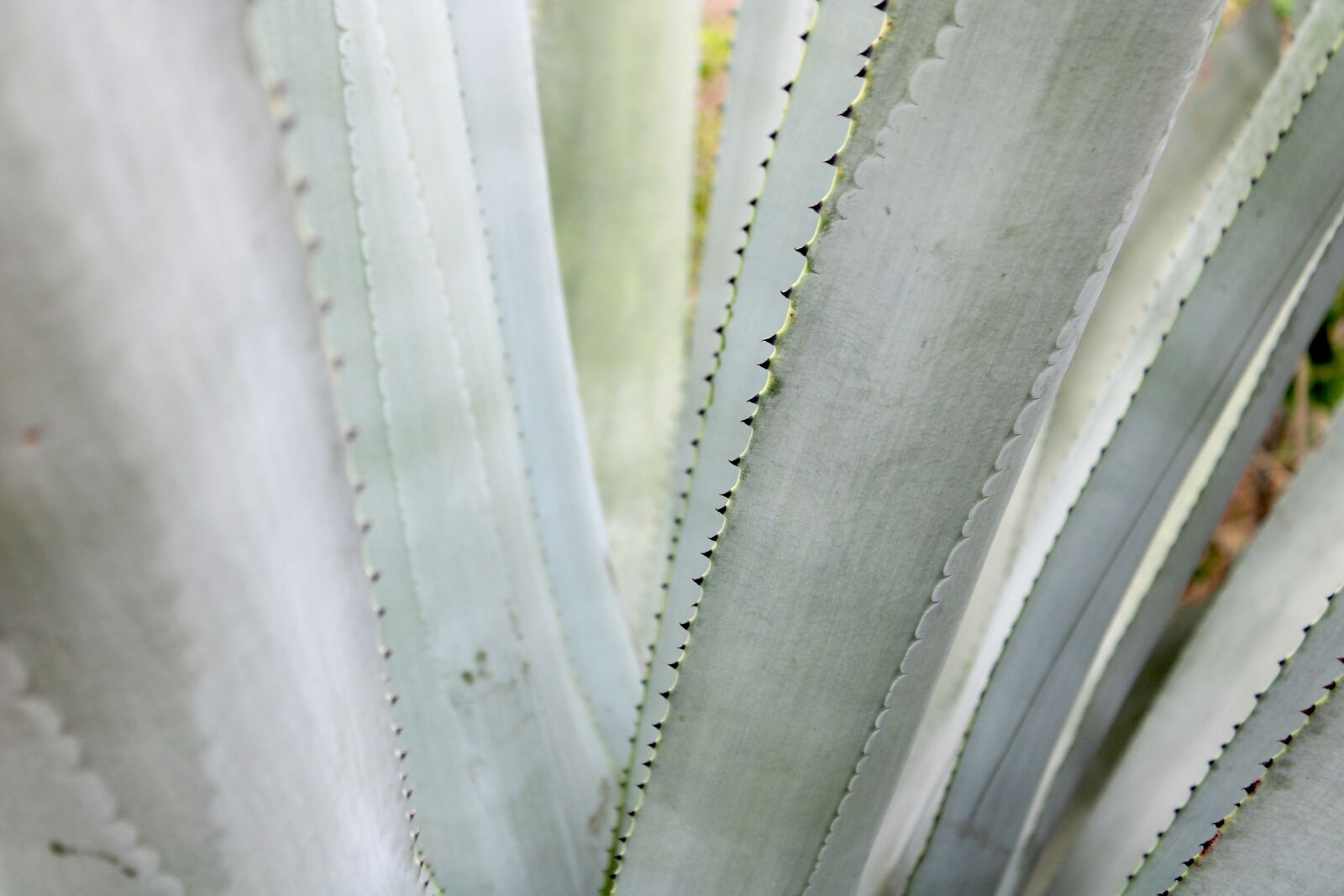Canon EOS 2000D (EOS Rebel T7 / EOS Kiss X90 / EOS 1500D) sample photo. Agave tequilana plant close photography