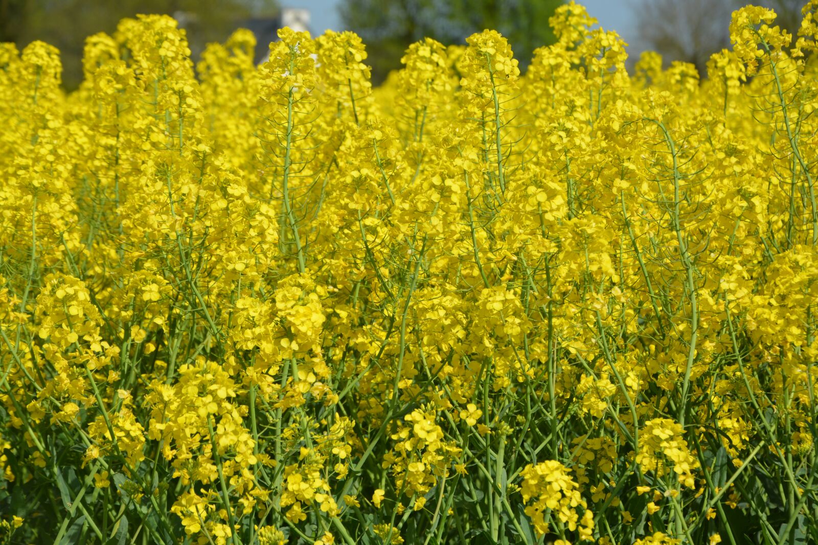 Nikon D5200 sample photo. Fields rapeseed, culture, rapeseed photography