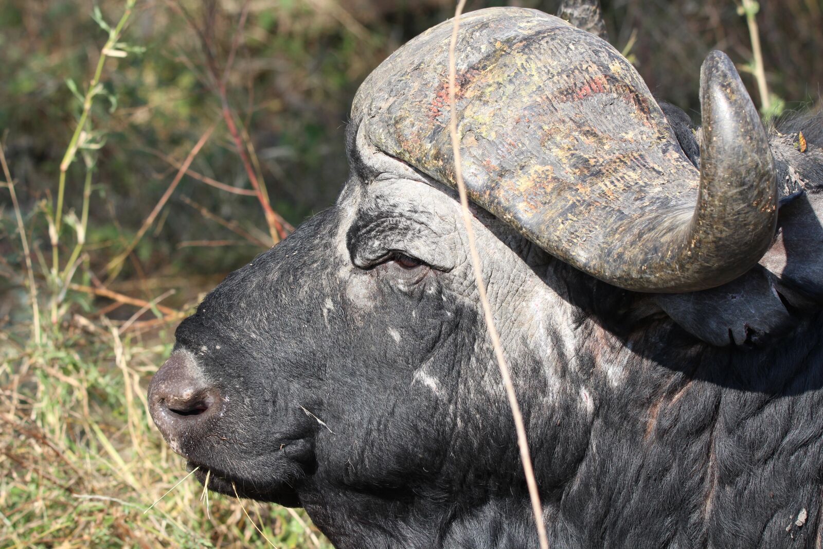 150-600mm F5-6.3 DG OS HSM | Contemporary 015 sample photo. Buffalo, old, wild photography