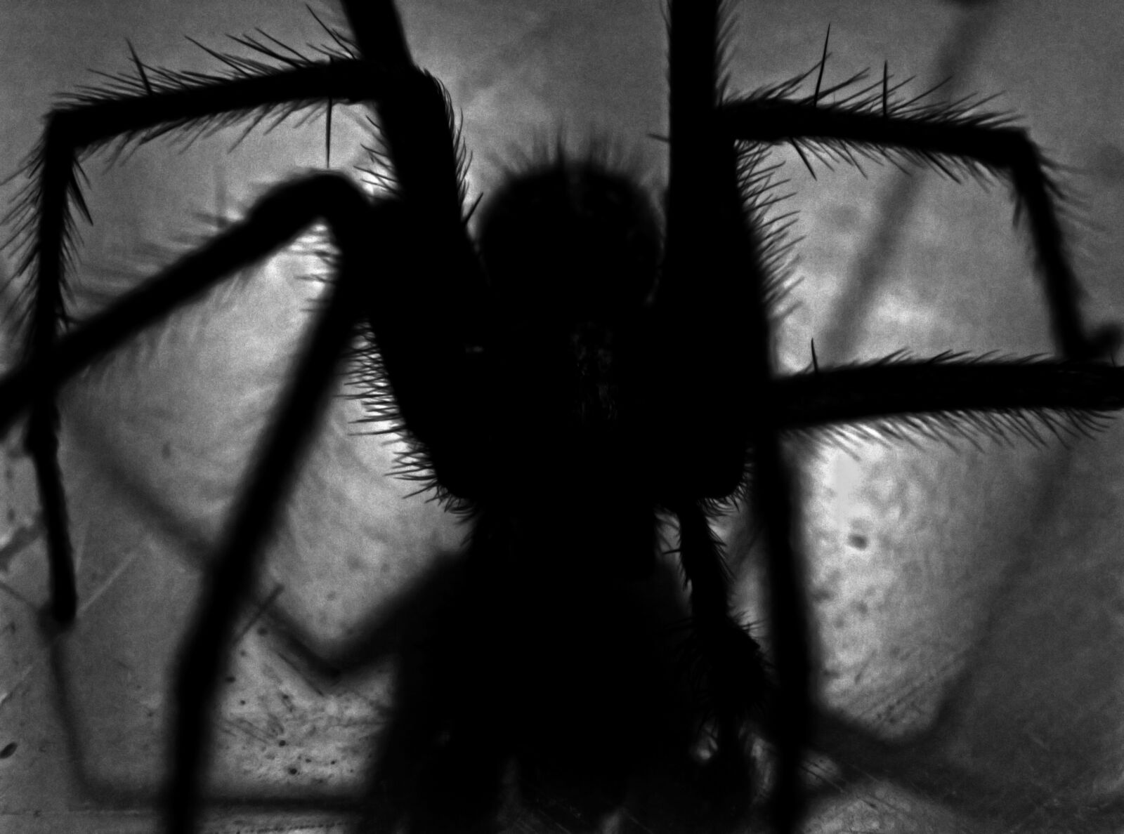 Canon EOS 550D (EOS Rebel T2i / EOS Kiss X4) sample photo. Black, spider photography