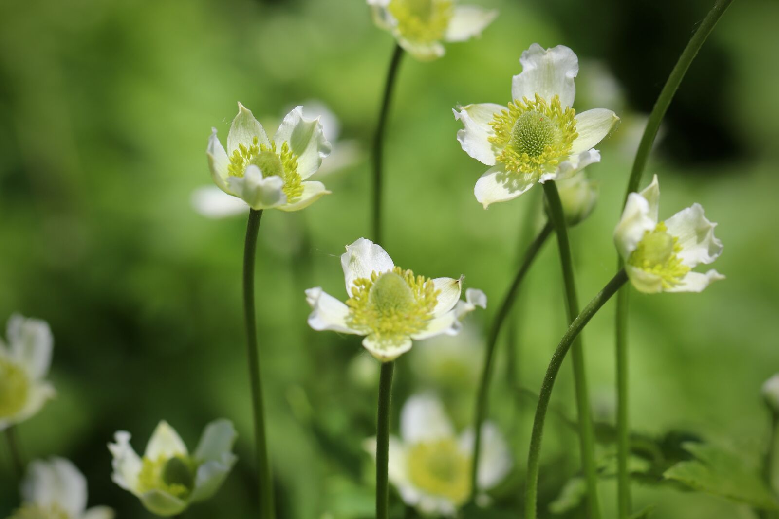 Canon EOS 800D (EOS Rebel T7i / EOS Kiss X9i) + Canon EF 100mm F2.8L Macro IS USM sample photo. Anemone, anemone virginiana, flowers photography