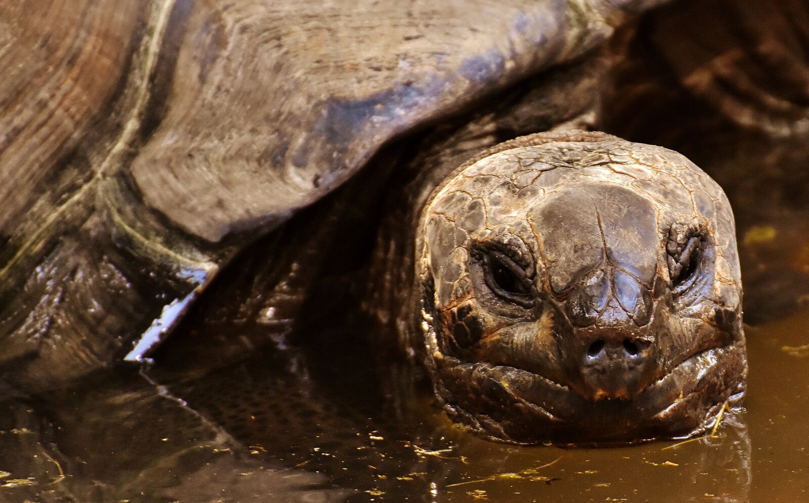Nikon D7200 sample photo. Giant tortoises, animals, water photography