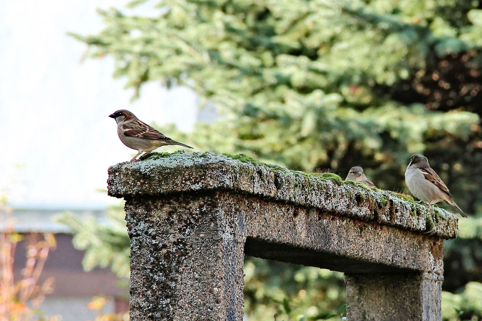 Canon EOS 1100D (EOS Rebel T3 / EOS Kiss X50) + Canon EF-S 18-135mm F3.5-5.6 IS sample photo. Birds, sparrows, archway photography