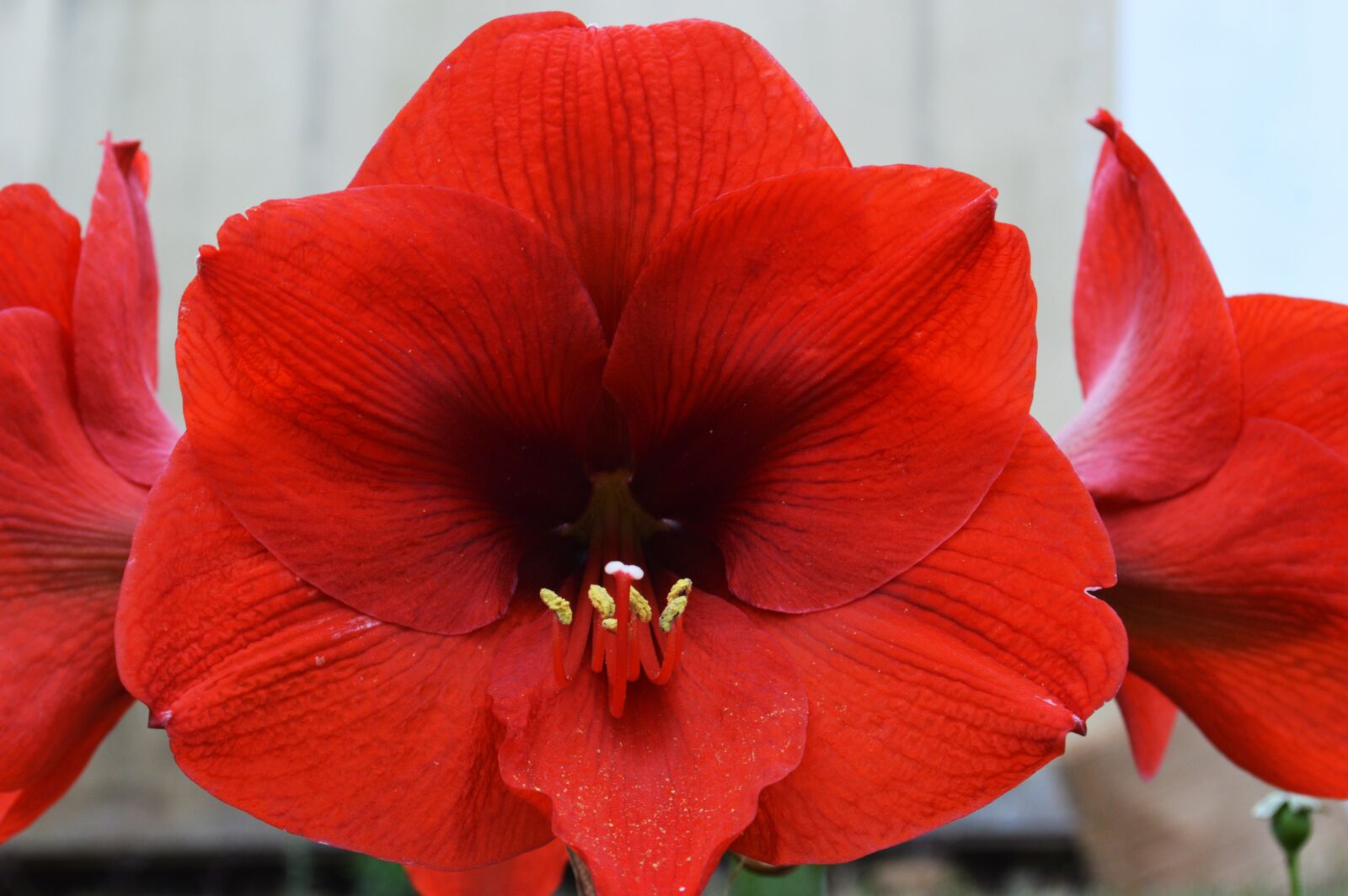 Nikon D3200 sample photo. Red flower, lily, red photography