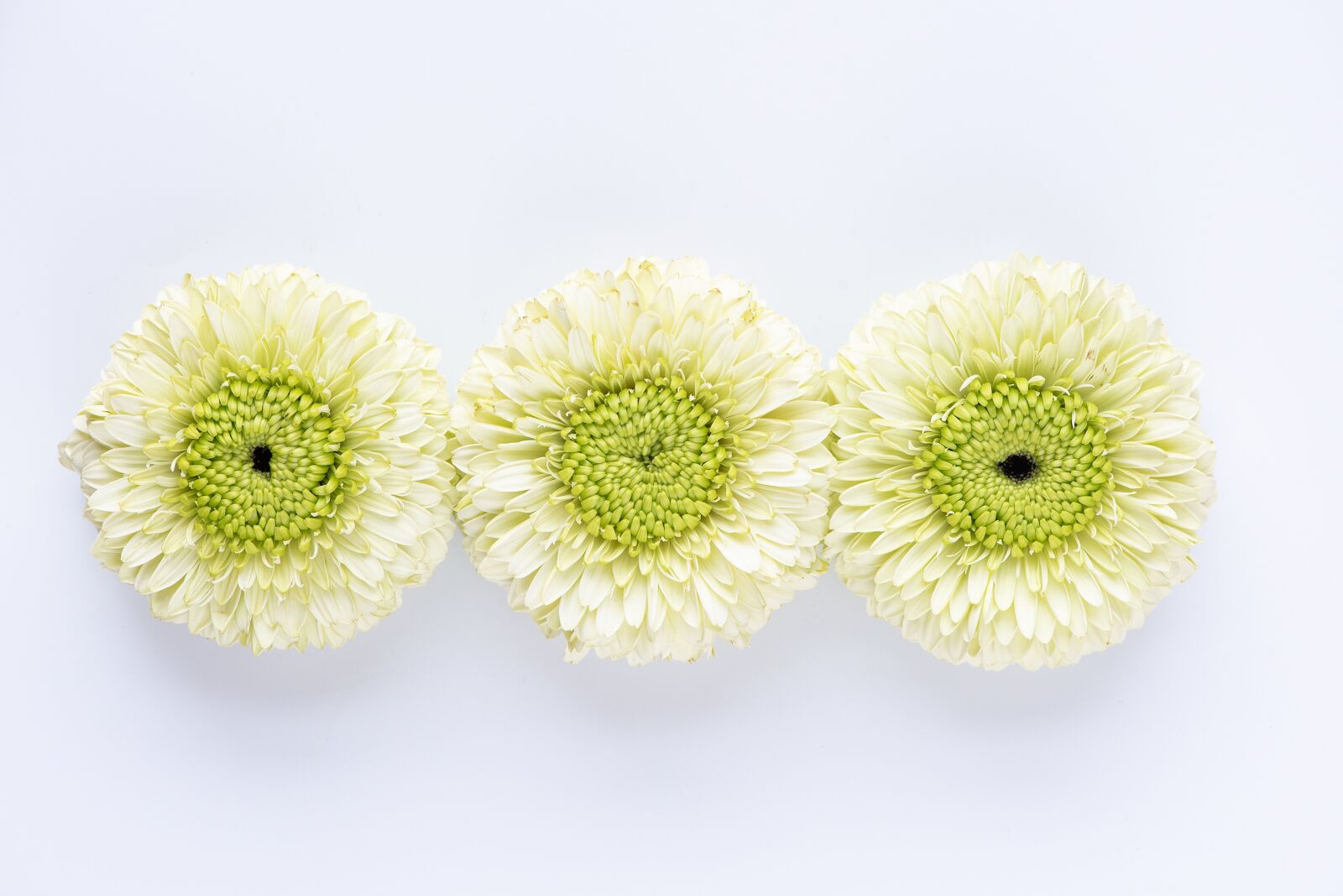 Nikon D750 sample photo. Gerbera, flowers, white photography