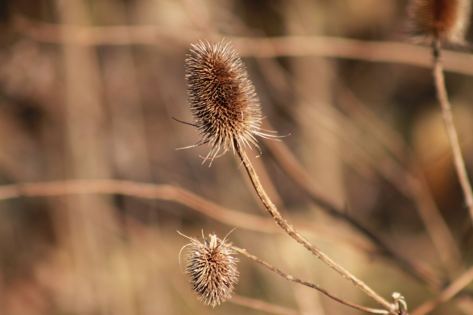 Canon EF 75-300mm f/4-5.6 sample photo. Thistle, withers, dry photography
