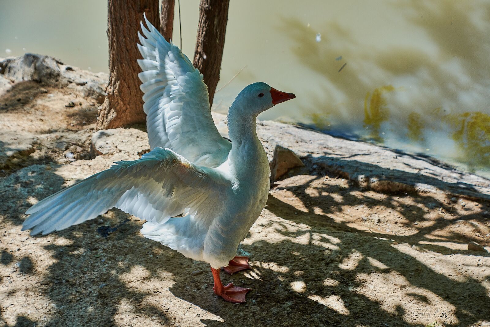 Nikon D7200 sample photo. Ave, goose, peak photography