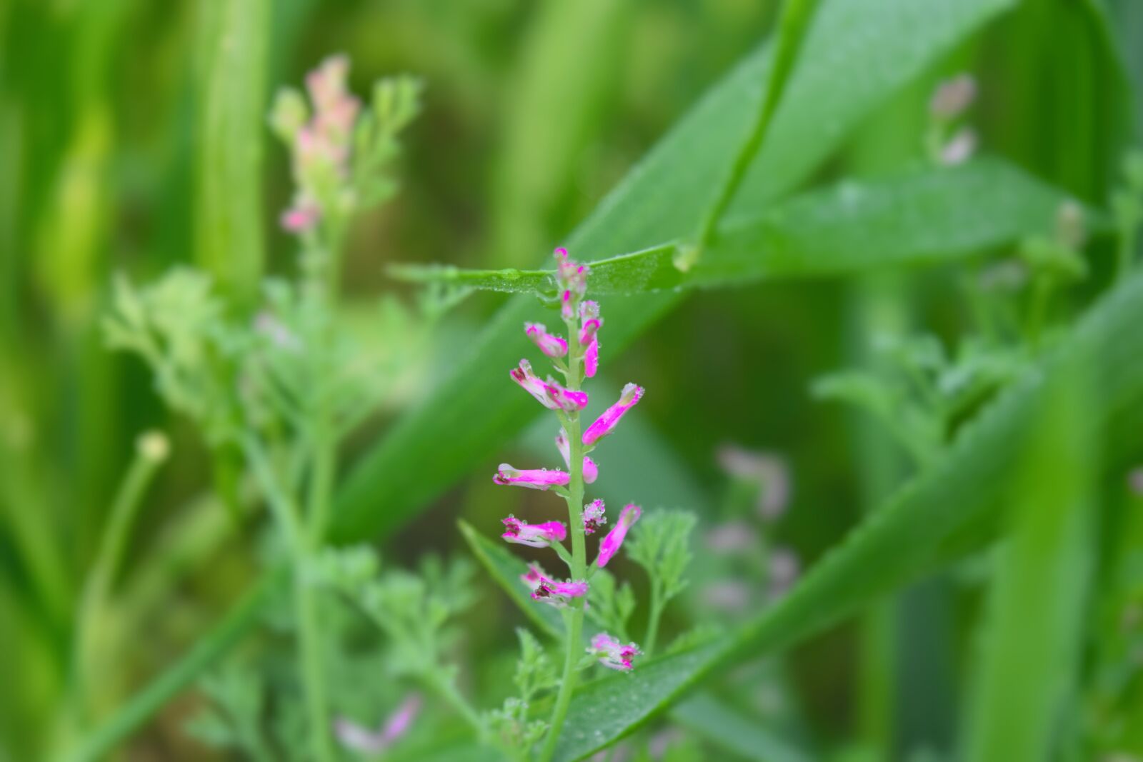 Nikon D5300 sample photo. Flower, green, nature photography