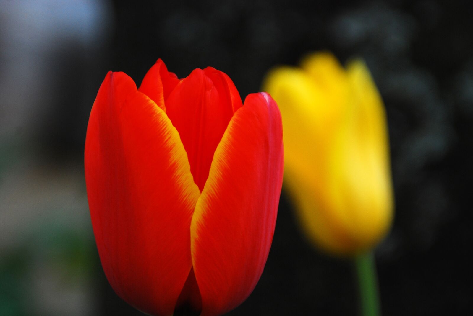 Nikon D40X sample photo. Tulip, flower, nature photography