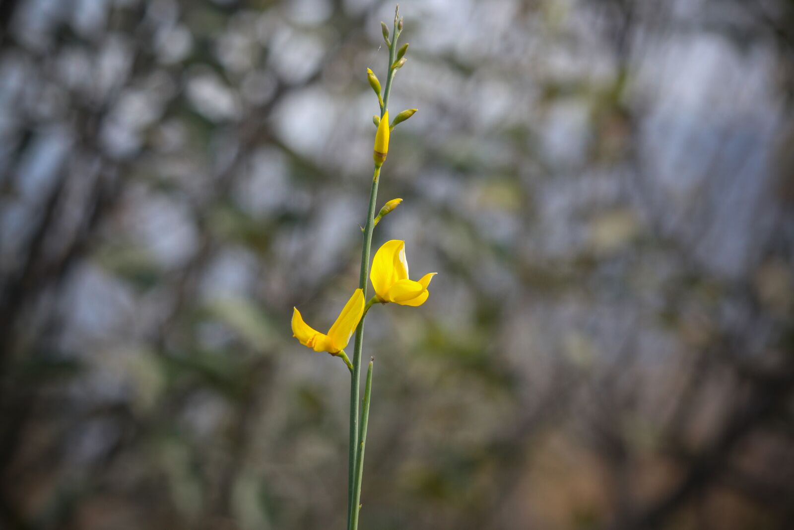 Canon EOS 1000D (EOS Digital Rebel XS / EOS Kiss F) sample photo. Flower, nature, shimla photography