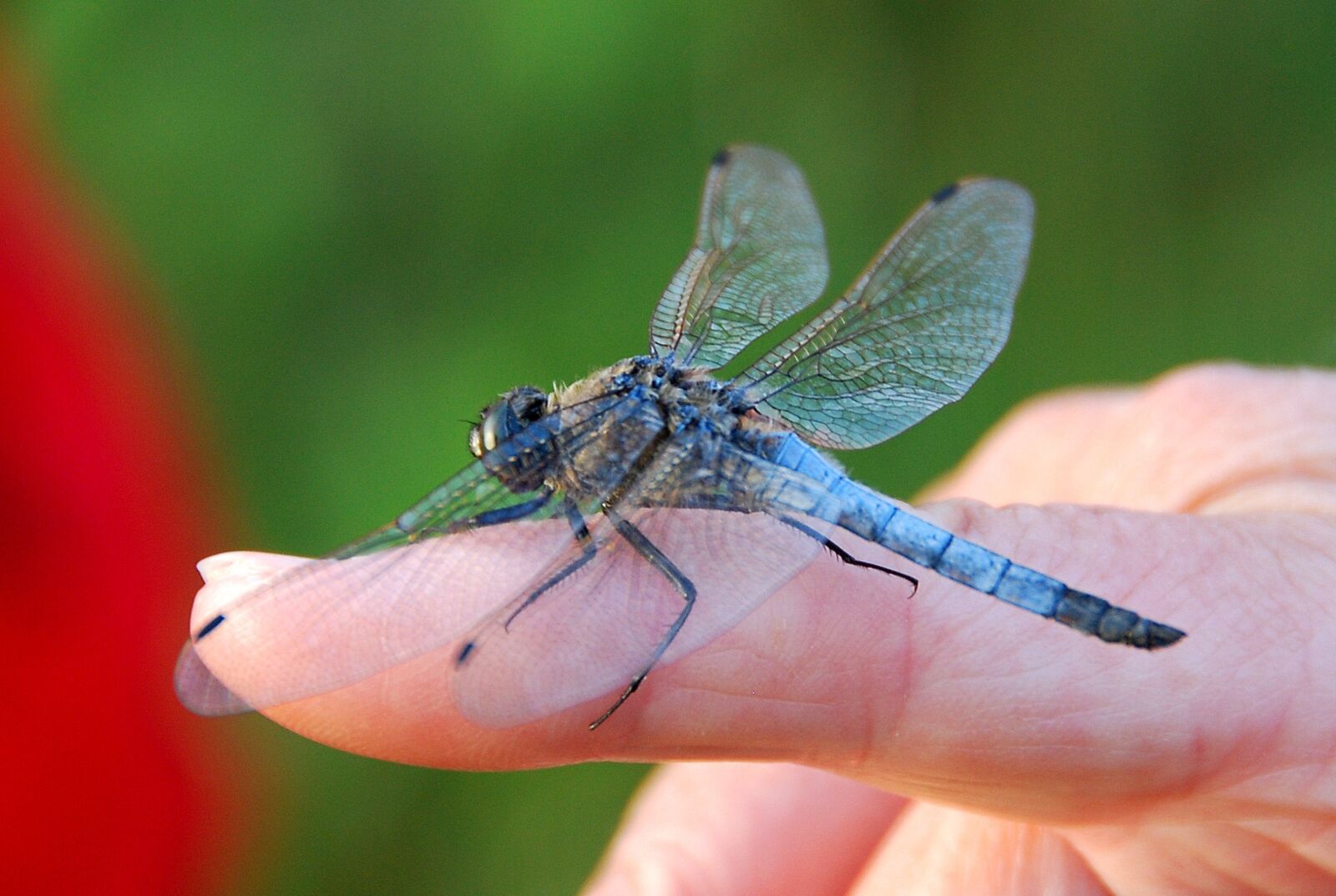 Nikon D80 sample photo. Dragonfly, insect, the wings photography