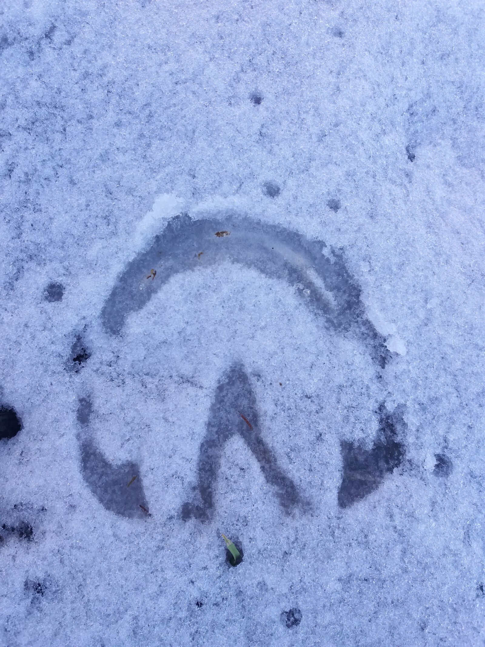 Samsung Galaxy J5(2016) sample photo. Hoof, the second, snow photography