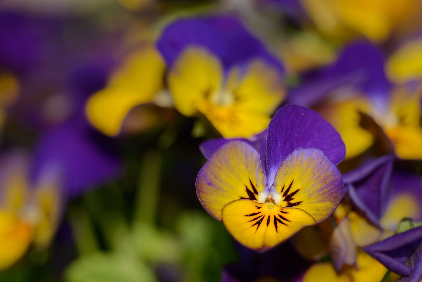 Nikon D800 sample photo. Pansy, violaceae, flowers photography