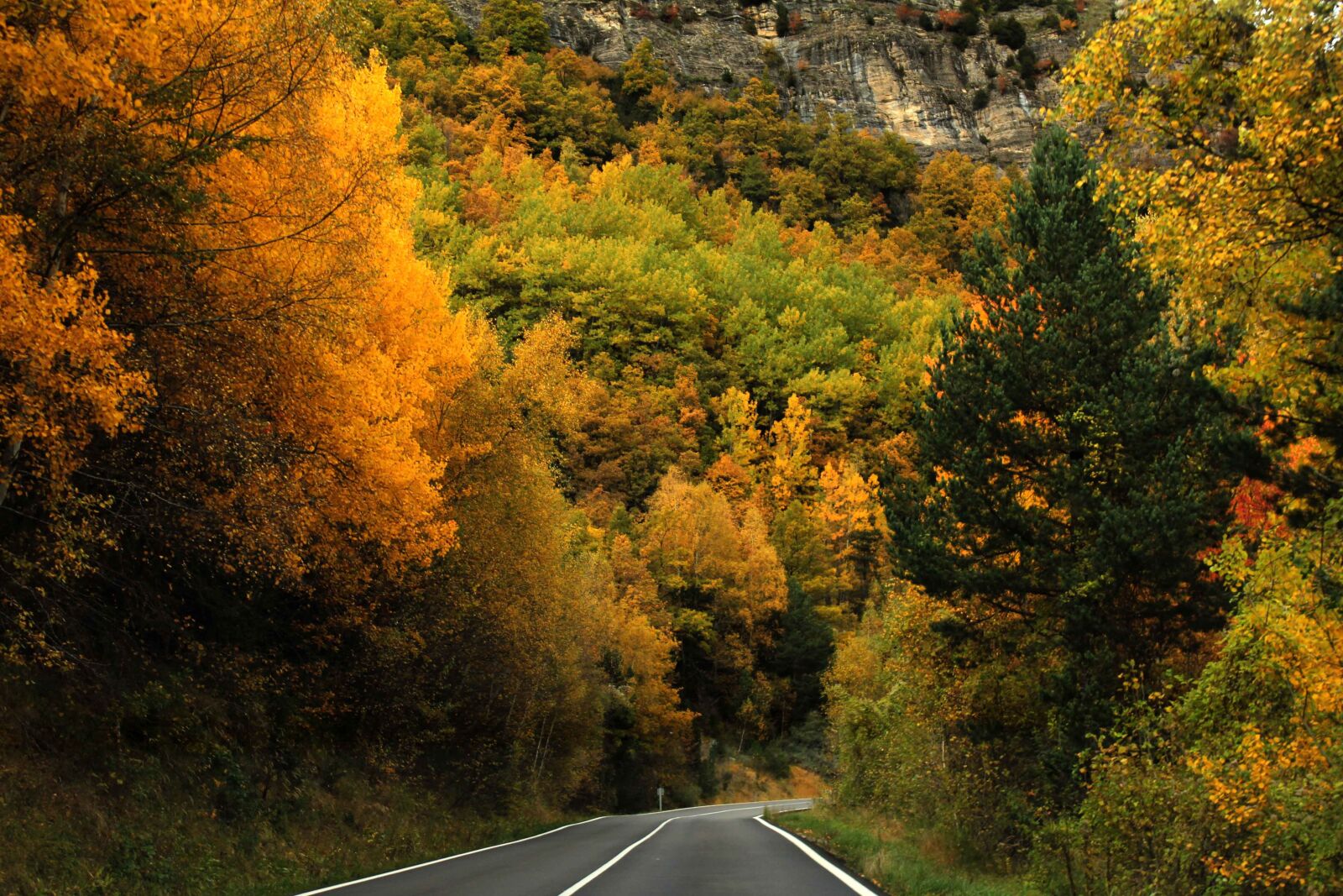 Canon EOS 60D sample photo. Forest, trees, autumn photography