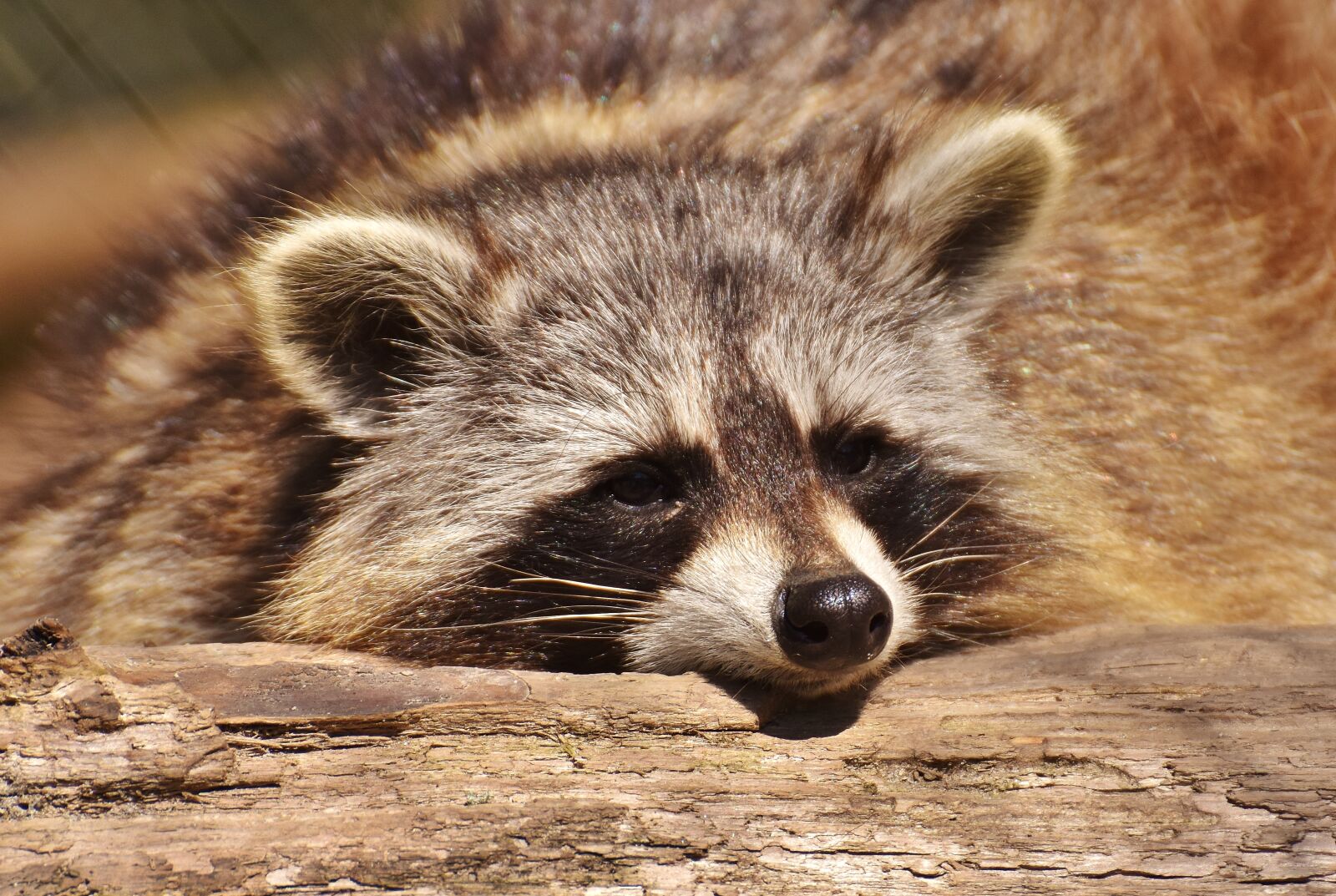 Nikon D7200 sample photo. Raccoon, wild animal, furry photography
