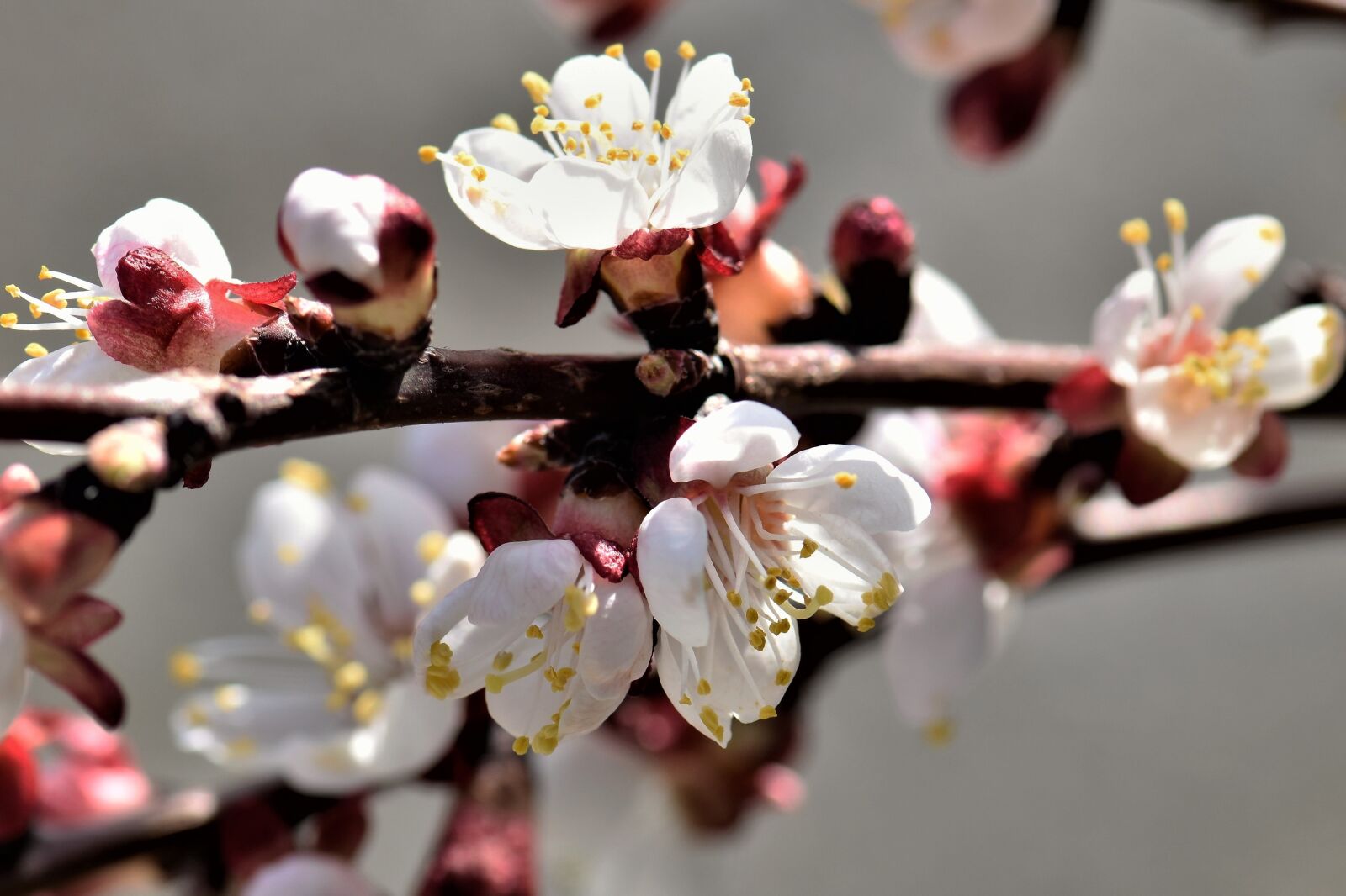 Nikon D5500 sample photo. Apricot, flower, blossom photography