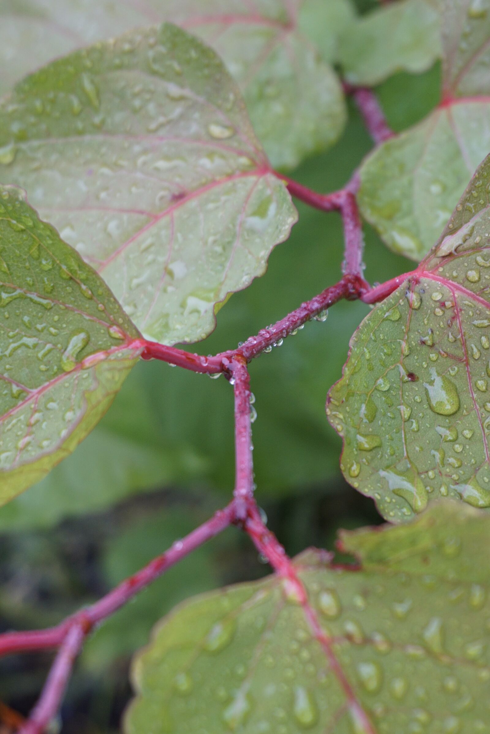 Sony a6000 sample photo. Leaves, wet, rain photography